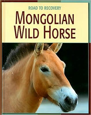 Mongolian Wild Horse