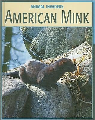 American Mink