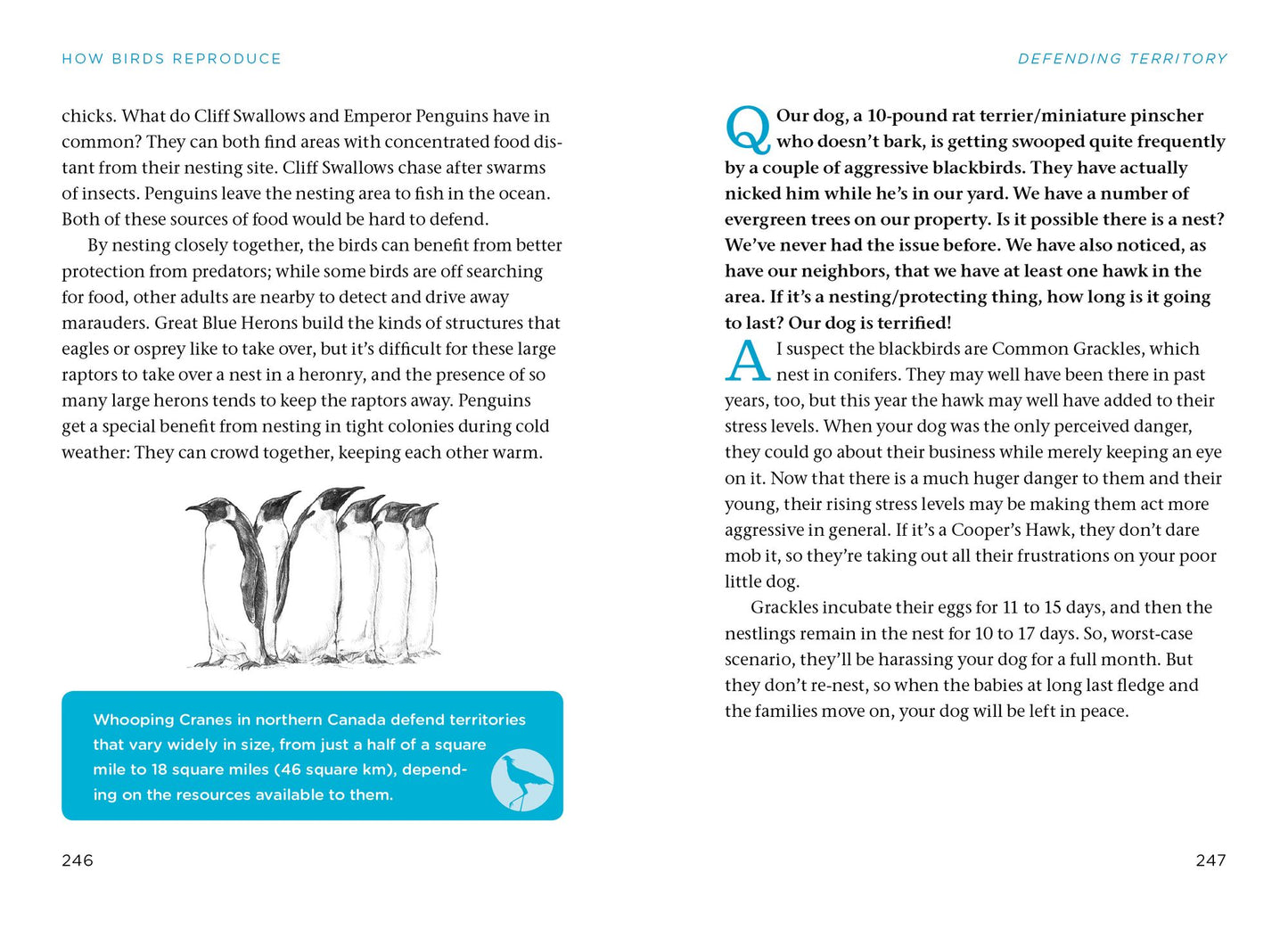 The Bird Watching Answer Book: Everything You Need to Know to Enjoy Birds in Your Backyard and Beyond