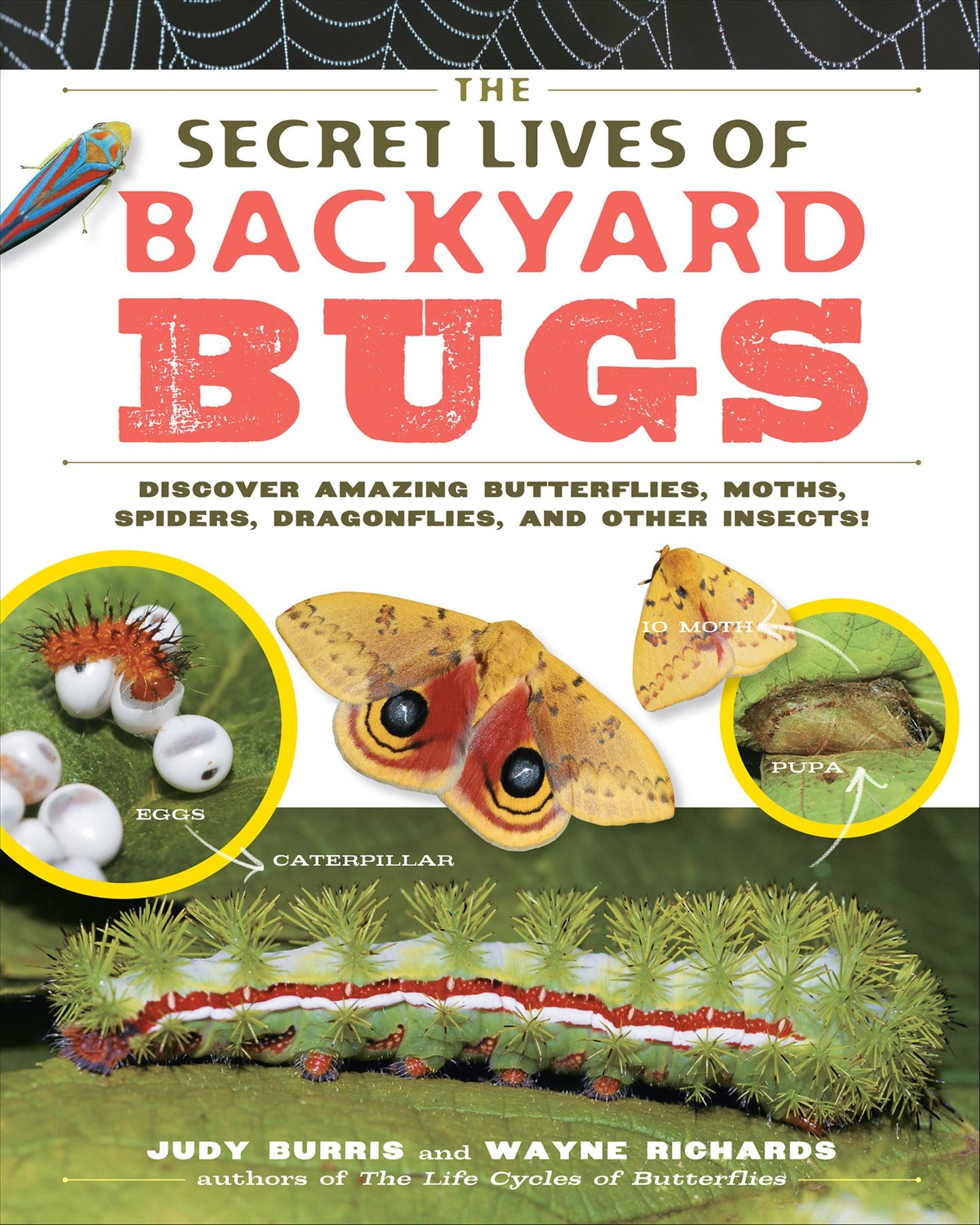 The Secret Lives of Backyard Bugs: Discover Amazing Butterflies, Moths, Spiders, Dragonflies, and Other Insects!