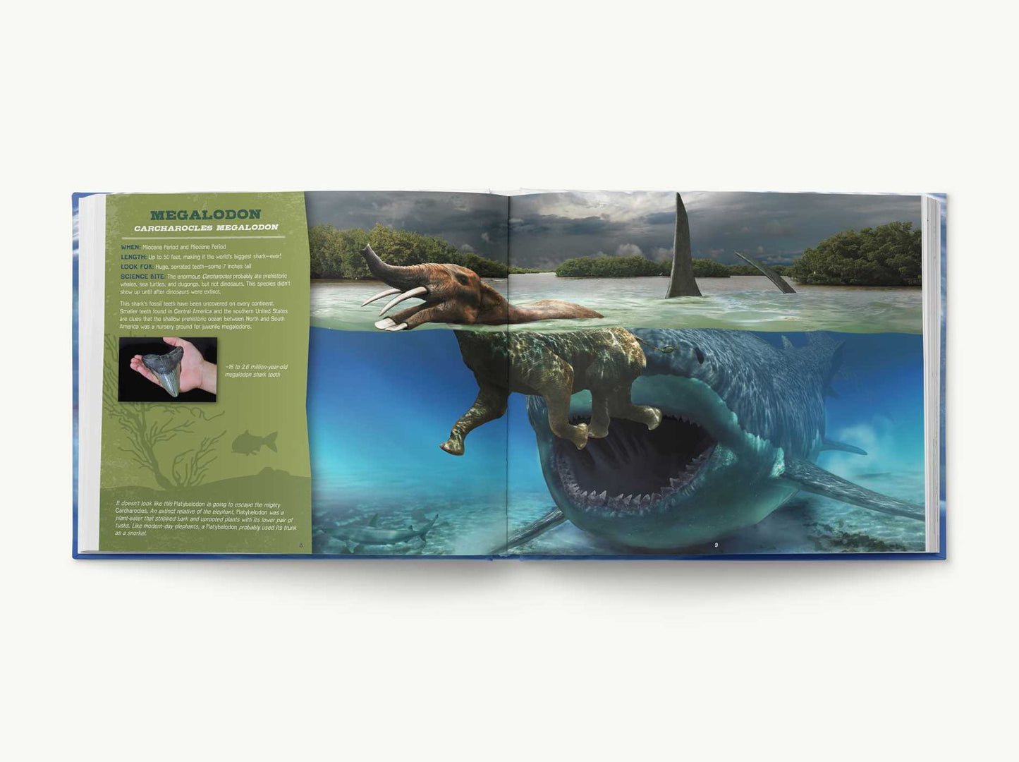 Discovering Sharks