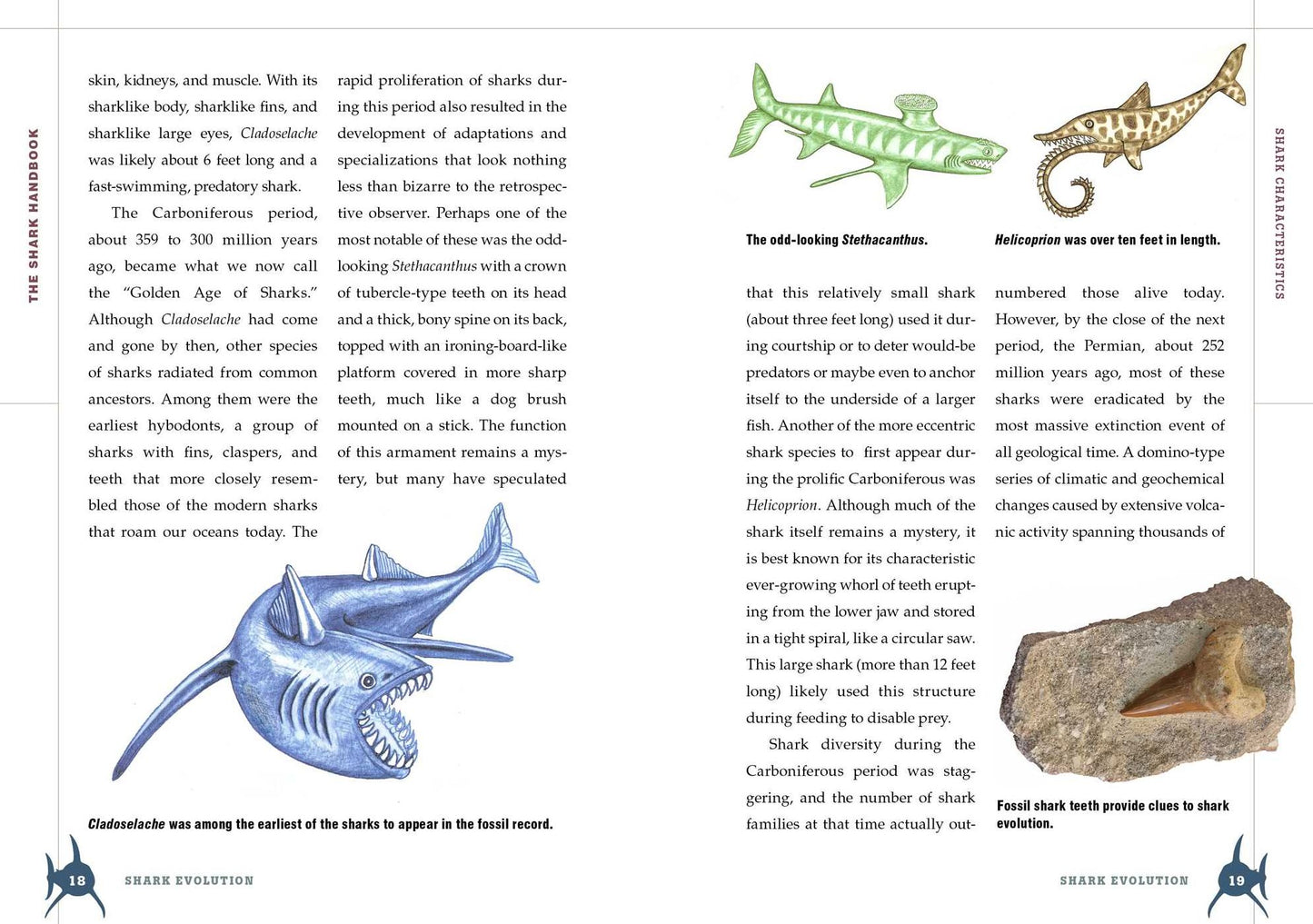 The Shark Handbook: Second Edition: The Essential Guide for Understanding the Sharks of the World