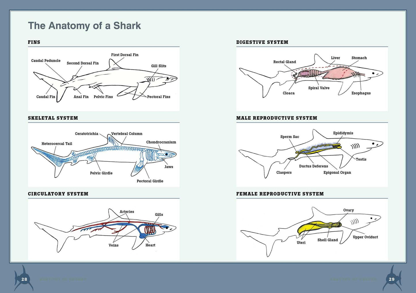 The Shark Handbook: Second Edition: The Essential Guide for Understanding the Sharks of the World