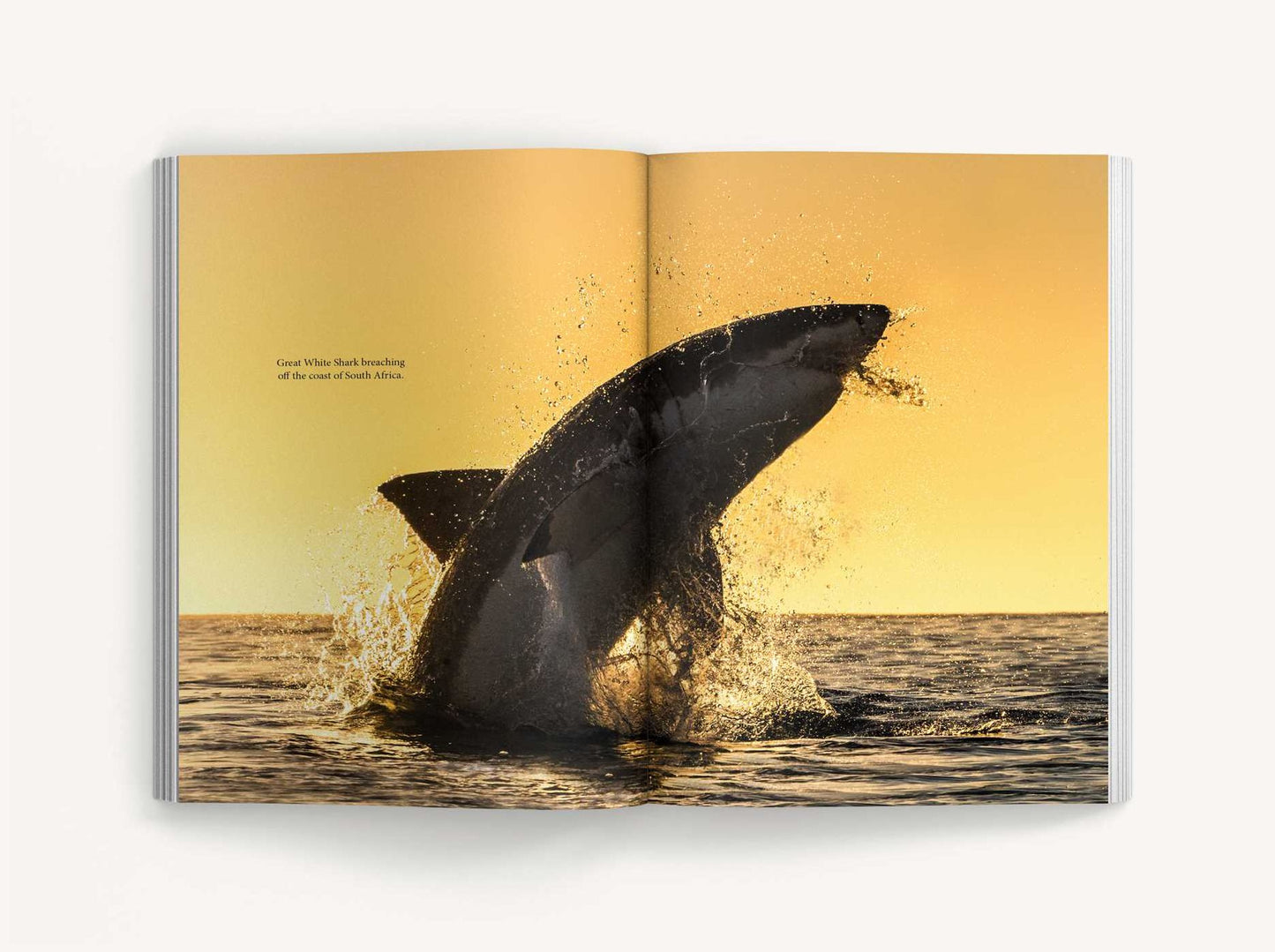 The Great White Handbook