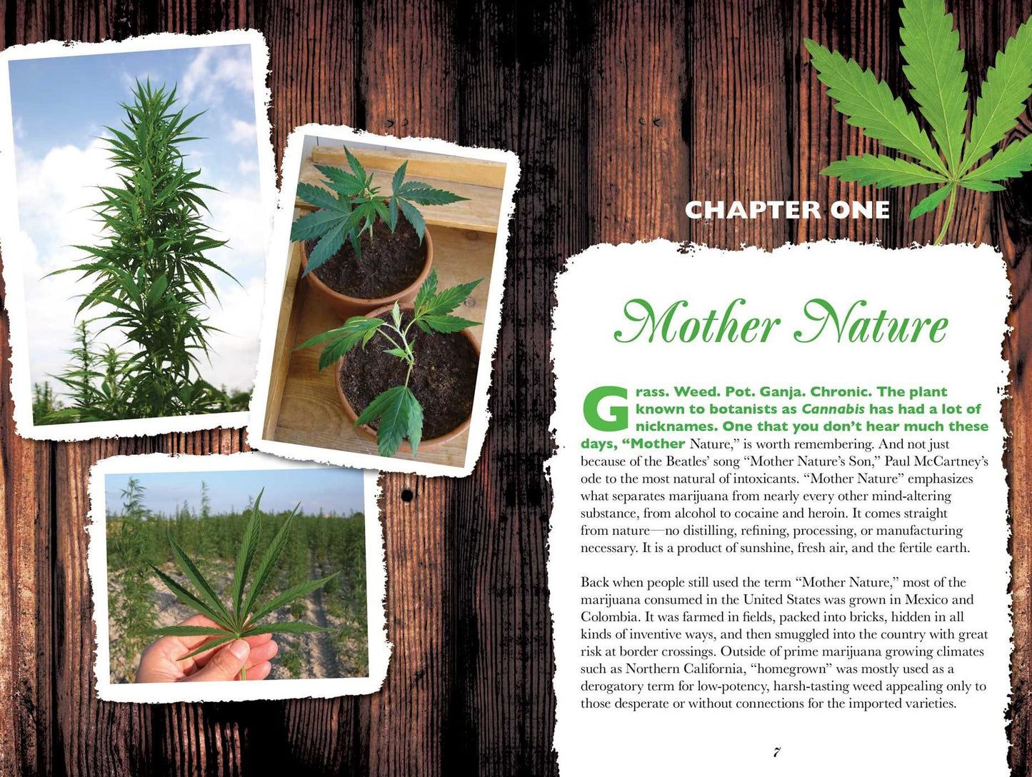 How to Grow Organic Weed