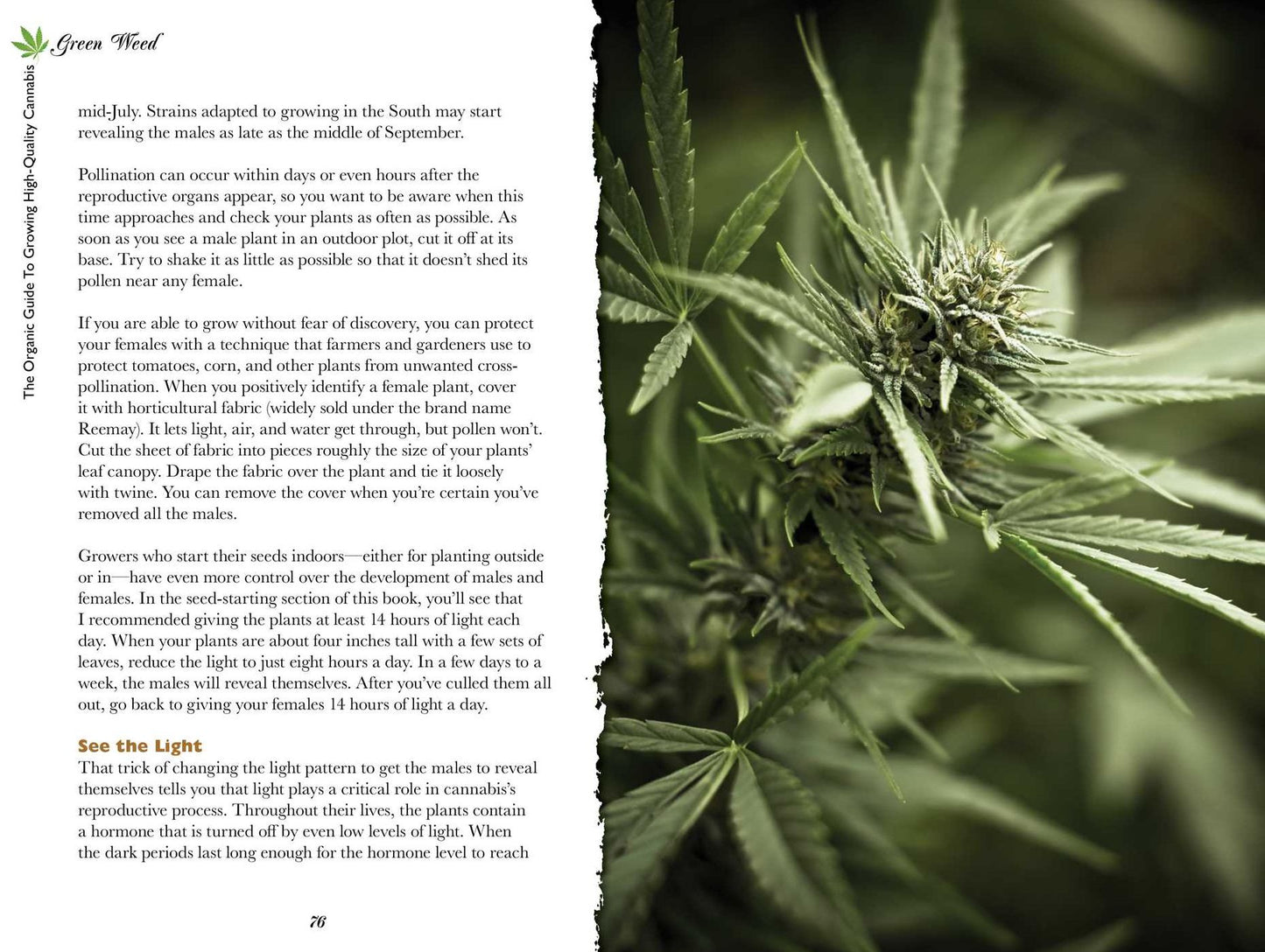 How to Grow Organic Weed