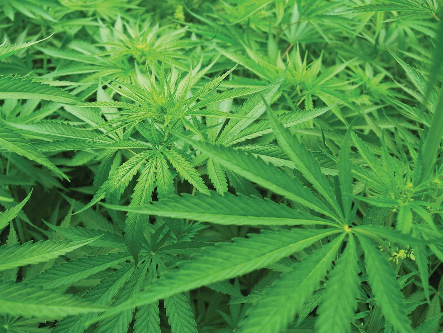 How to Grow Organic Weed