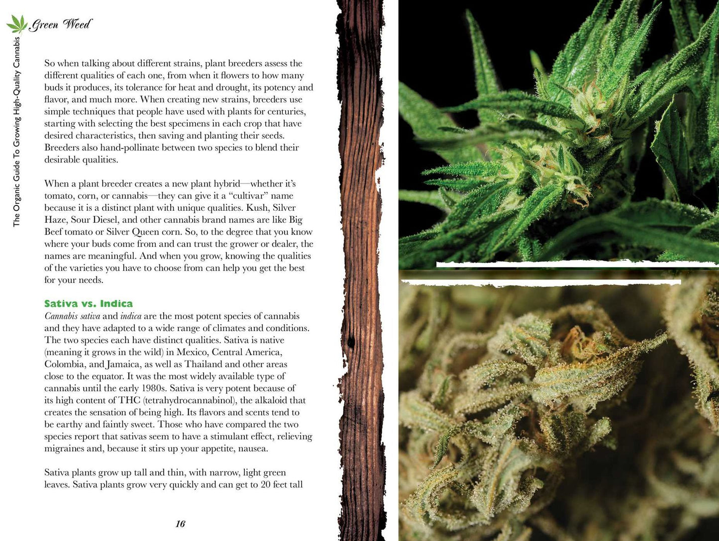 How to Grow Organic Weed