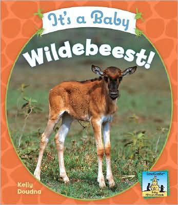 It's a Baby Wildebeest!