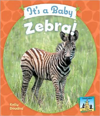 It's a Baby Zebra!