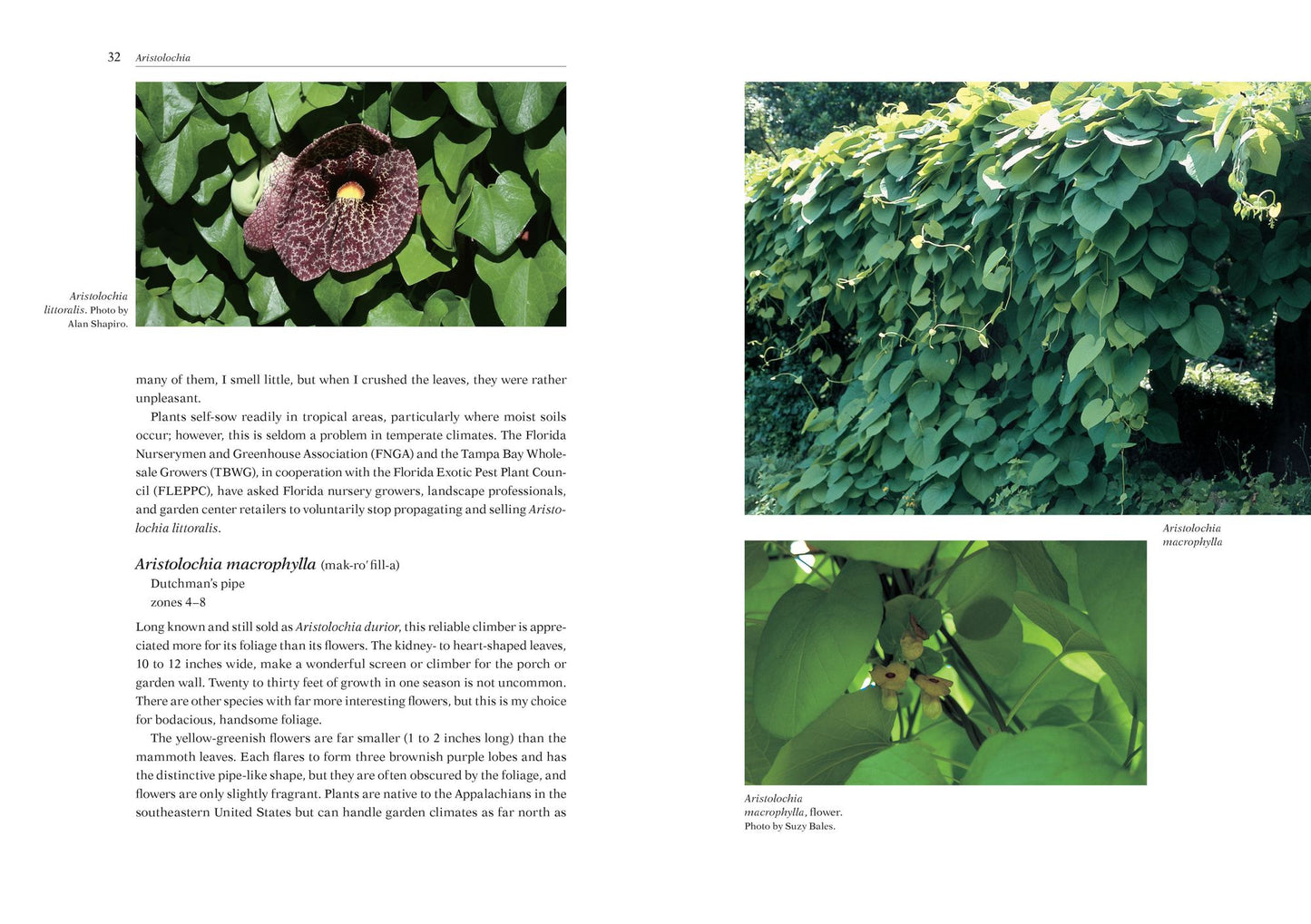 Armitage's Vines and Climbers: A Gardener's Guide to the Best Vertical Plants