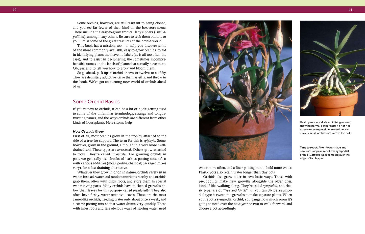 Bloom-Again Orchids: 50 Easy-Care Orchids that Flower Again and Again and Again