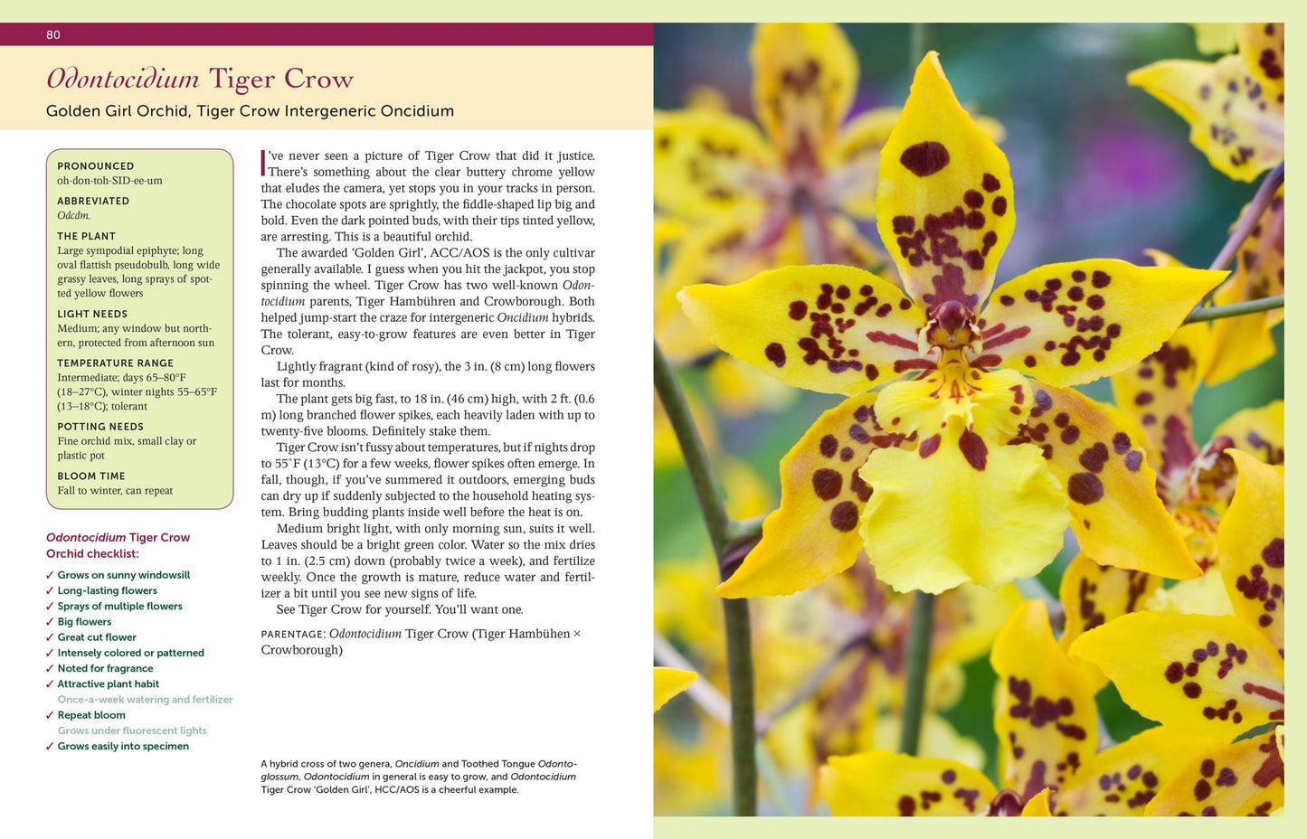Bloom-Again Orchids: 50 Easy-Care Orchids that Flower Again and Again and Again
