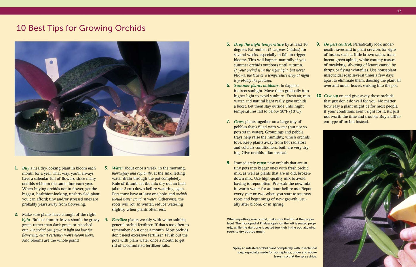 Bloom-Again Orchids: 50 Easy-Care Orchids that Flower Again and Again and Again