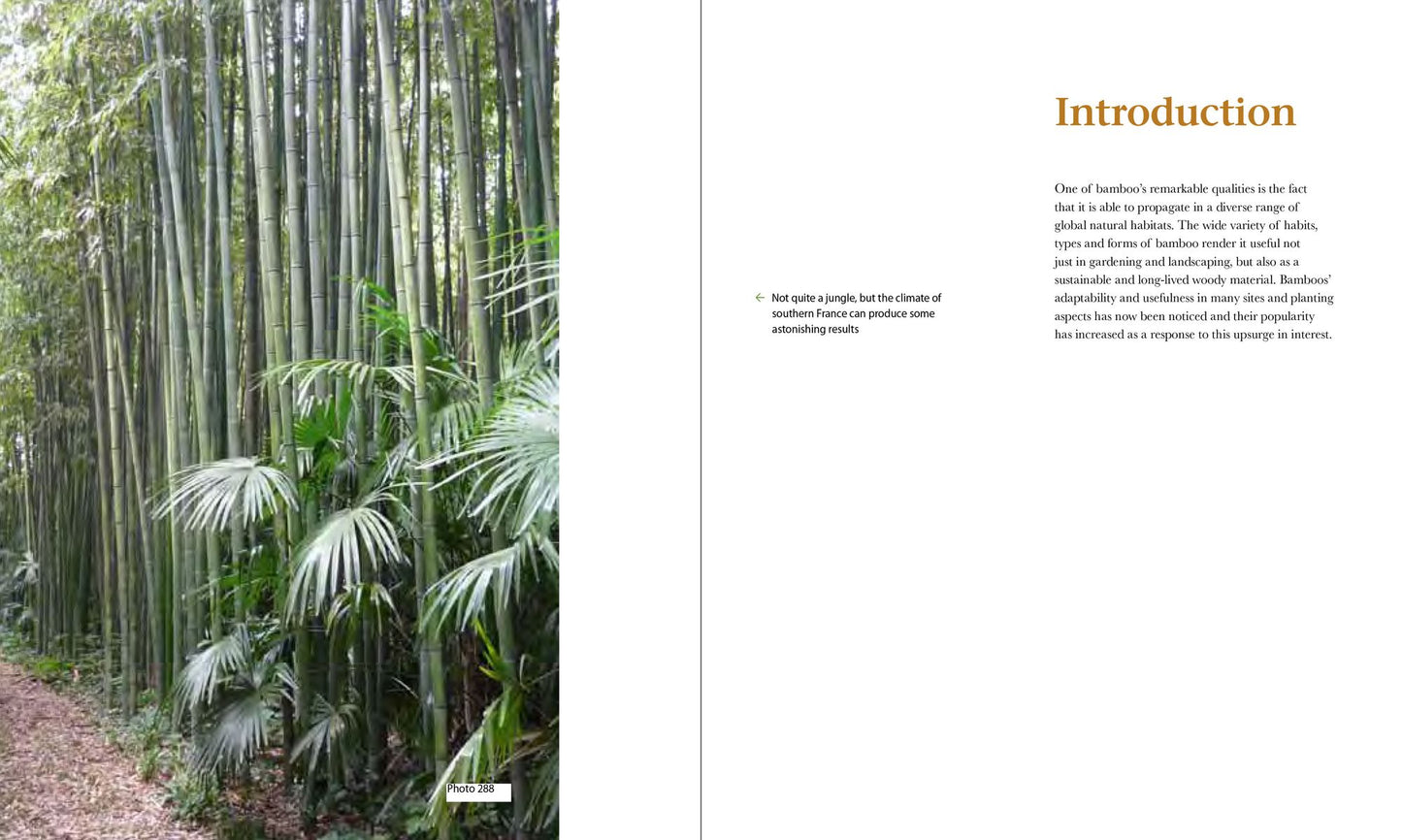 Practical Bamboos: The 50 Best Plants for Screens, Containers and More