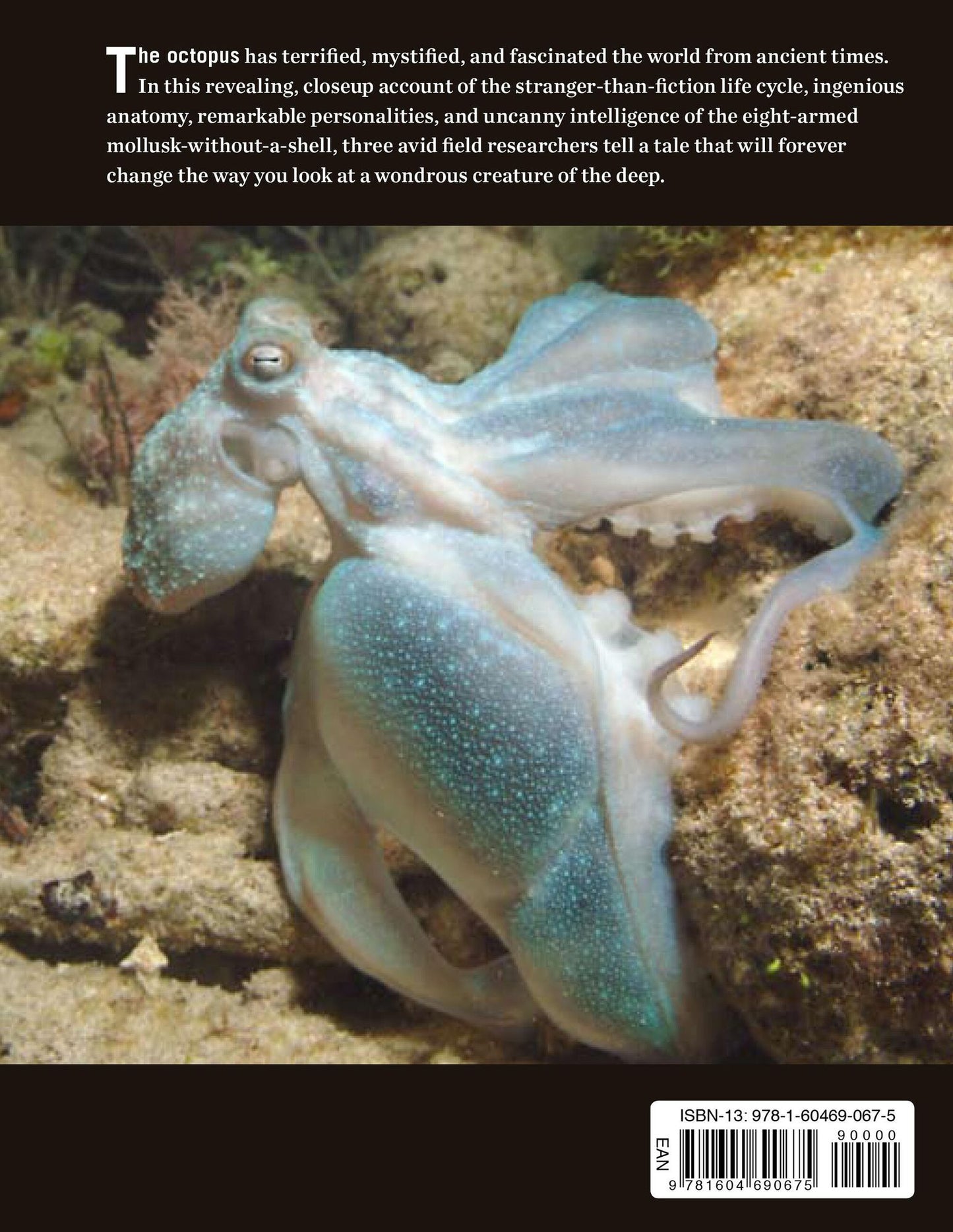 Octopus: The Ocean's Intelligent Invertebrate