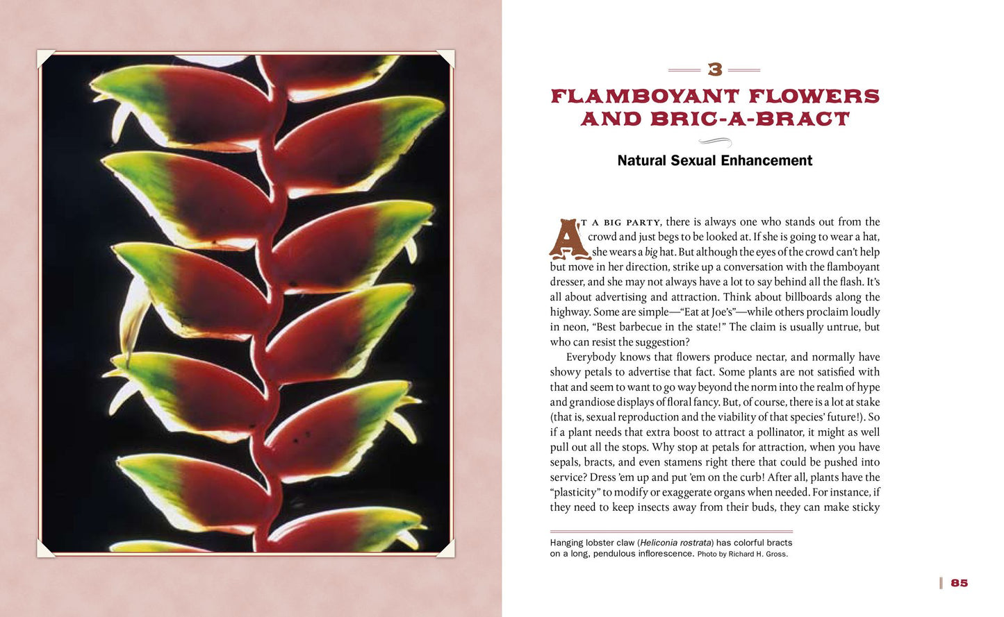 Bizarre Botanicals: How to Grow String-of-Hearts, Jack-in-the-Pulpit, Panda Ginger, and Other Weird and Wonderful Plants