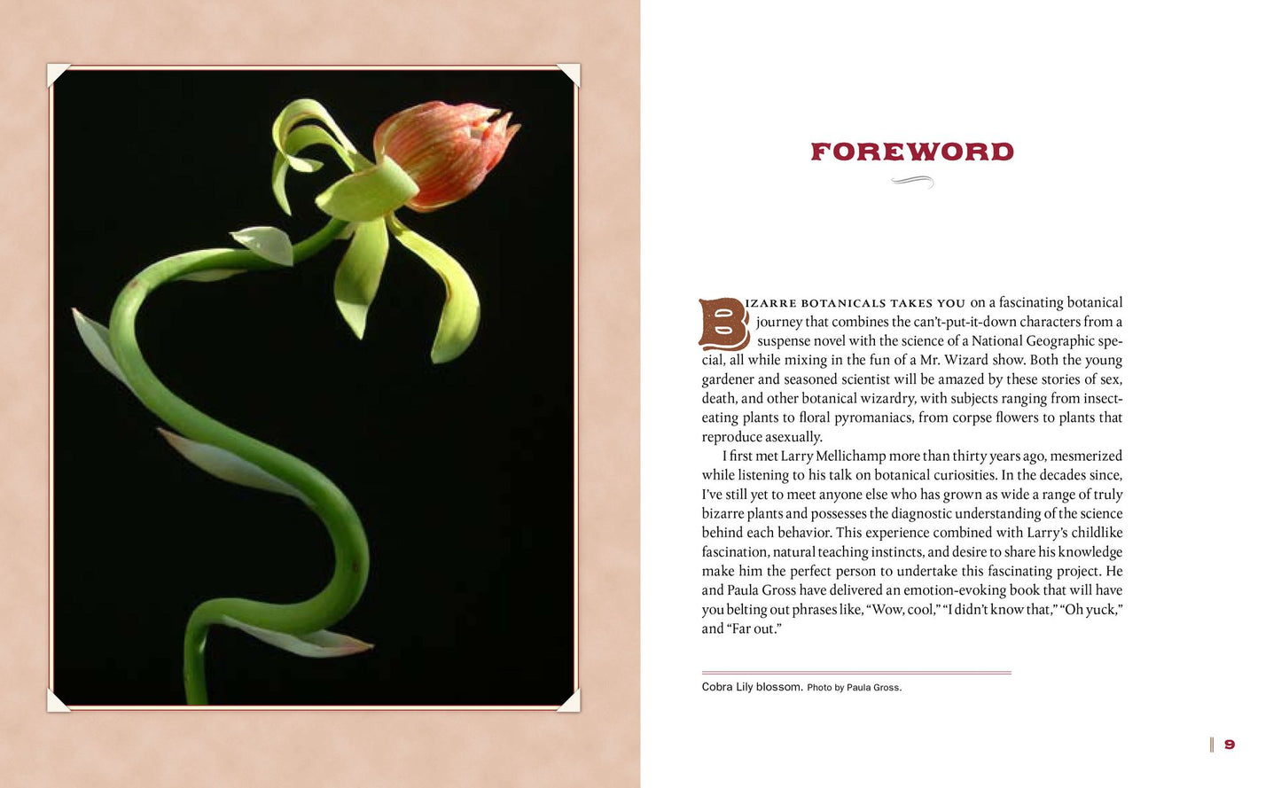 Bizarre Botanicals: How to Grow String-of-Hearts, Jack-in-the-Pulpit, Panda Ginger, and Other Weird and Wonderful Plants