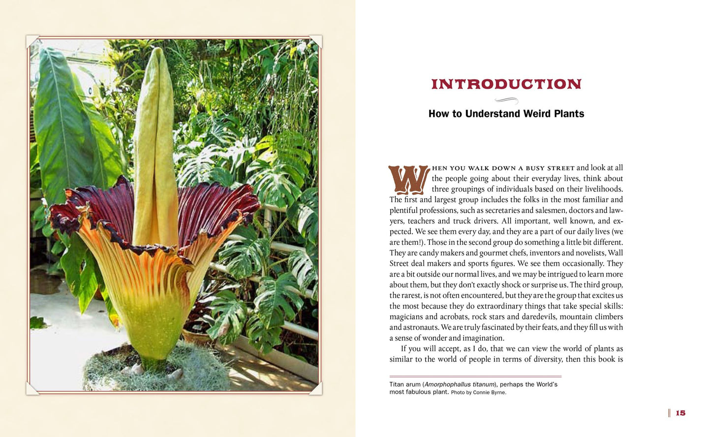 Bizarre Botanicals: How to Grow String-of-Hearts, Jack-in-the-Pulpit, Panda Ginger, and Other Weird and Wonderful Plants