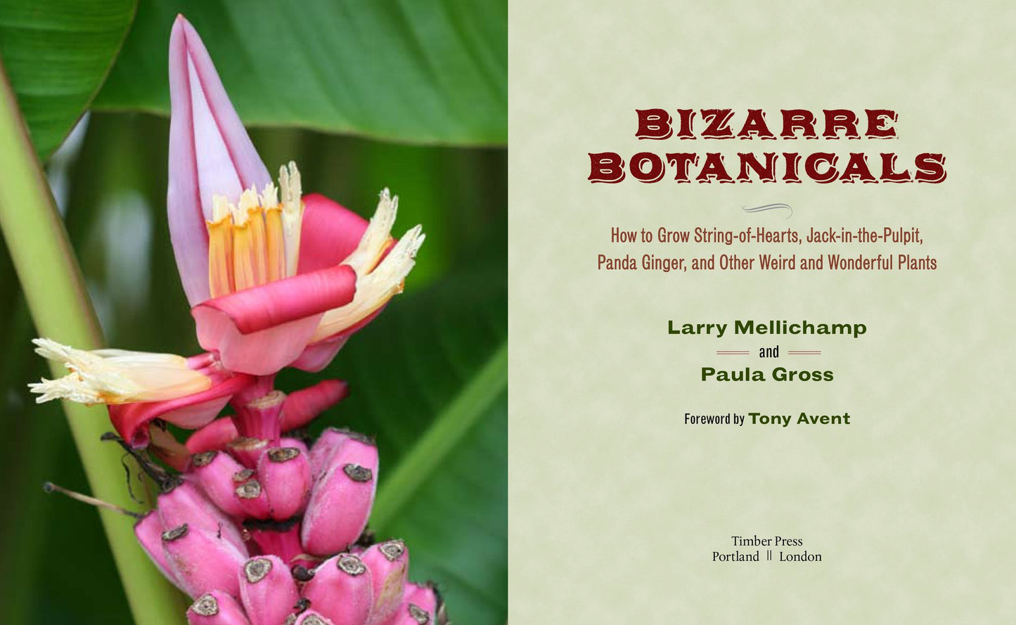 Bizarre Botanicals: How to Grow String-of-Hearts, Jack-in-the-Pulpit, Panda Ginger, and Other Weird and Wonderful Plants