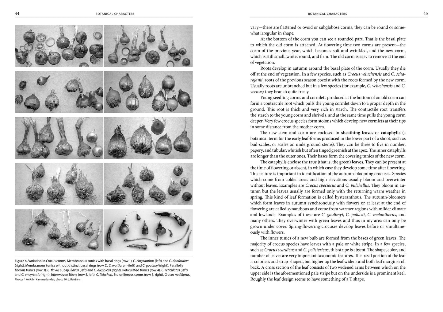 Crocuses: A Complete Guide to the Genus