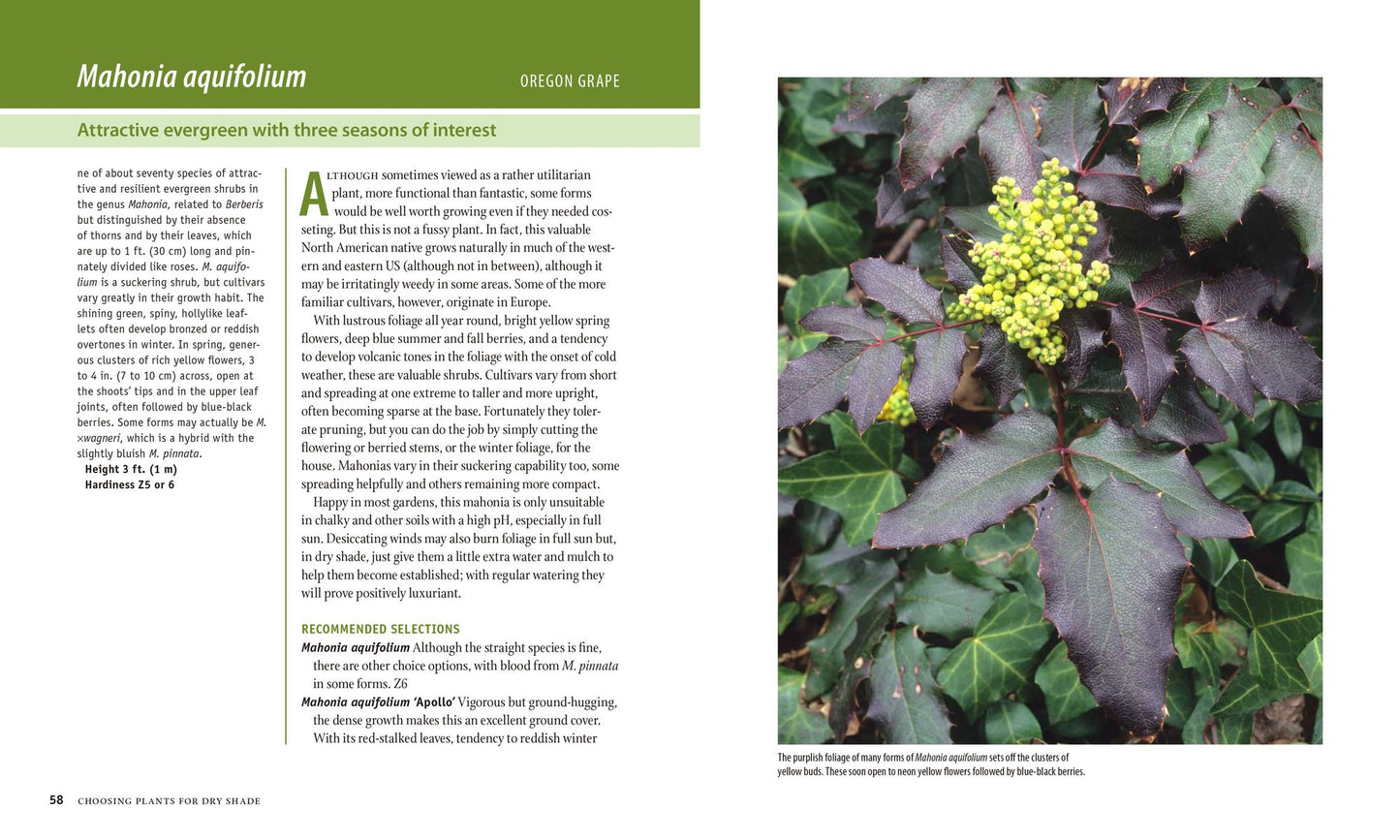 Planting the Dry Shade Garden: The Best Plants for the Toughest Spot in Your Garden