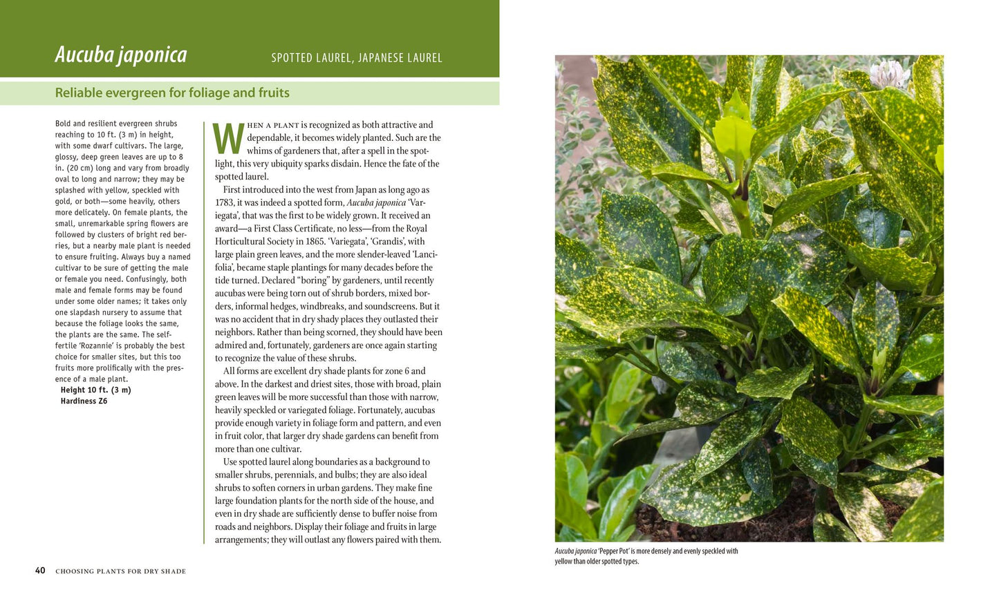 Planting the Dry Shade Garden: The Best Plants for the Toughest Spot in Your Garden