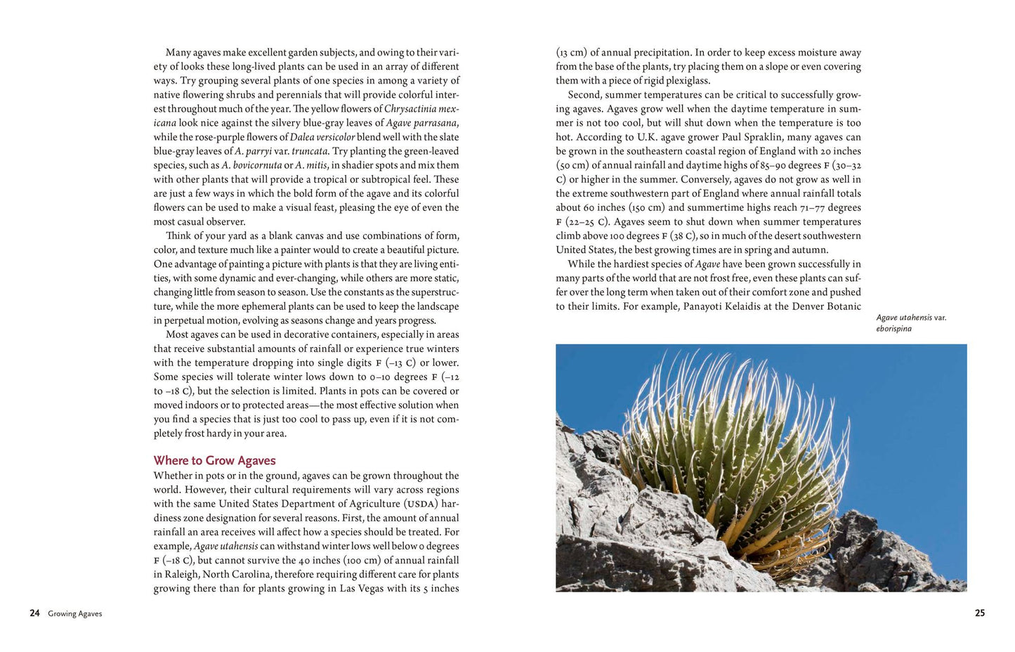 Agaves: Living Sculptures for Landscapes and Containers