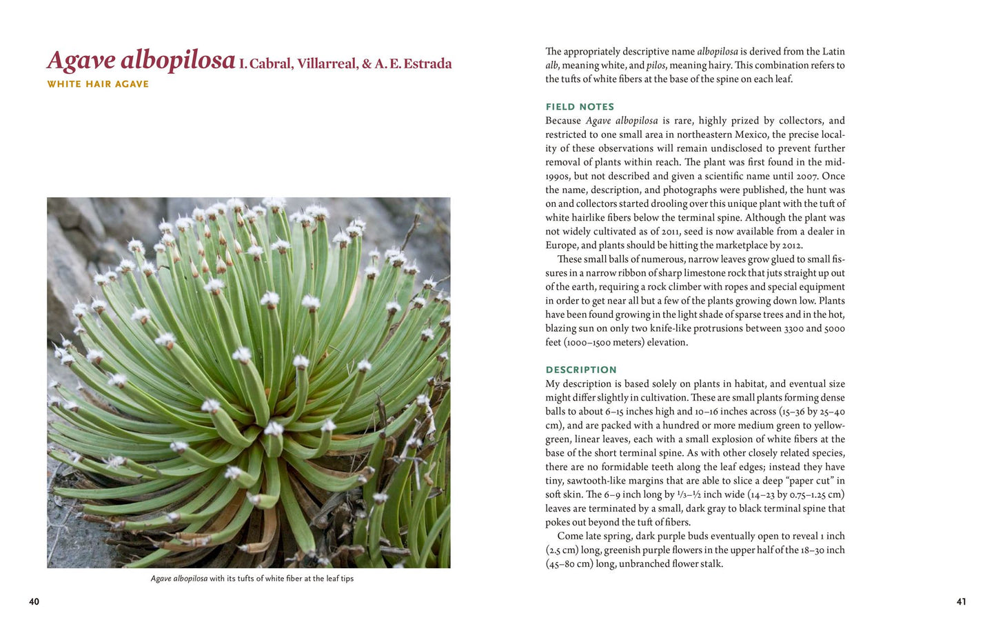 Agaves: Living Sculptures for Landscapes and Containers