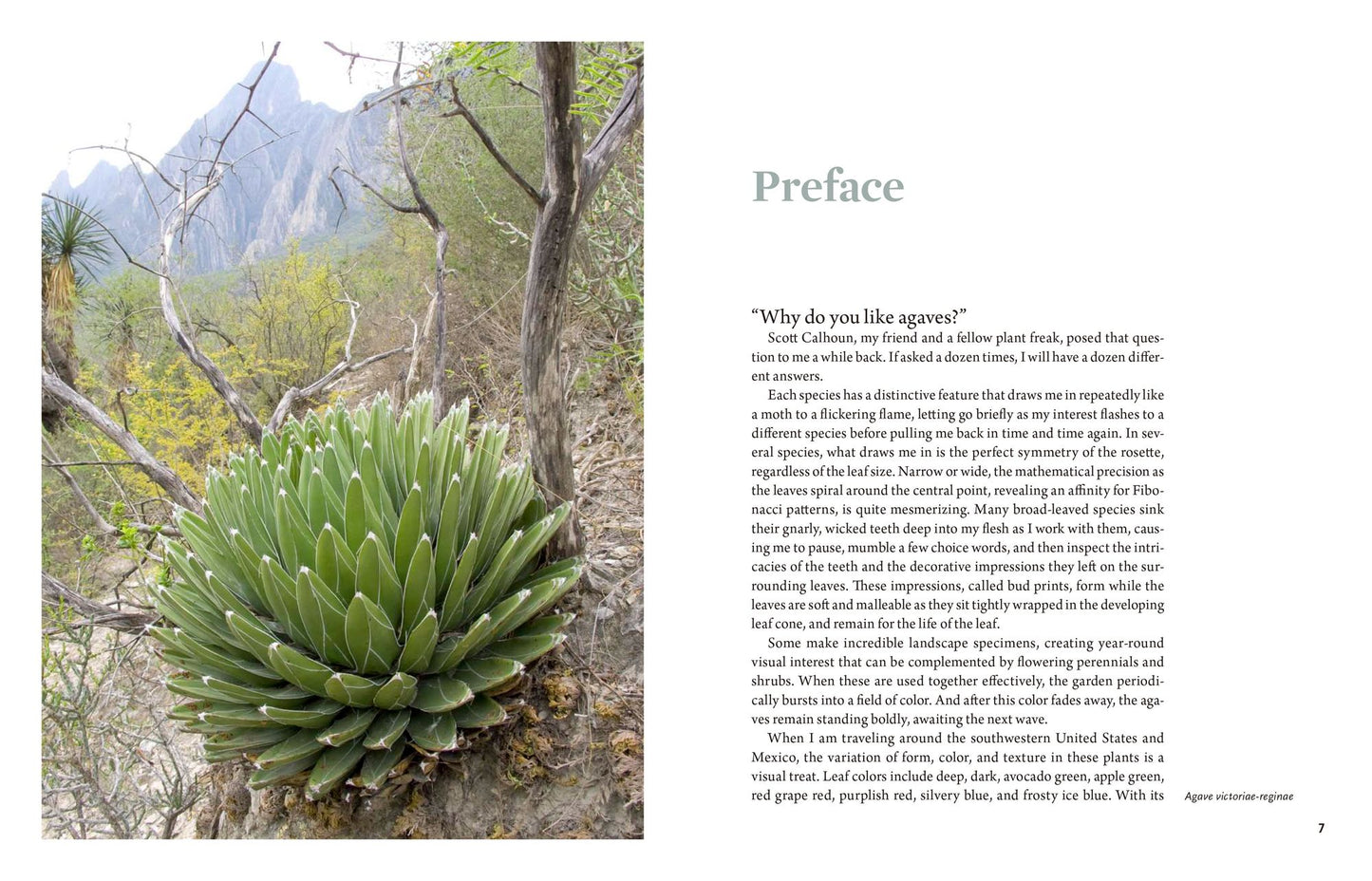 Agaves: Living Sculptures for Landscapes and Containers