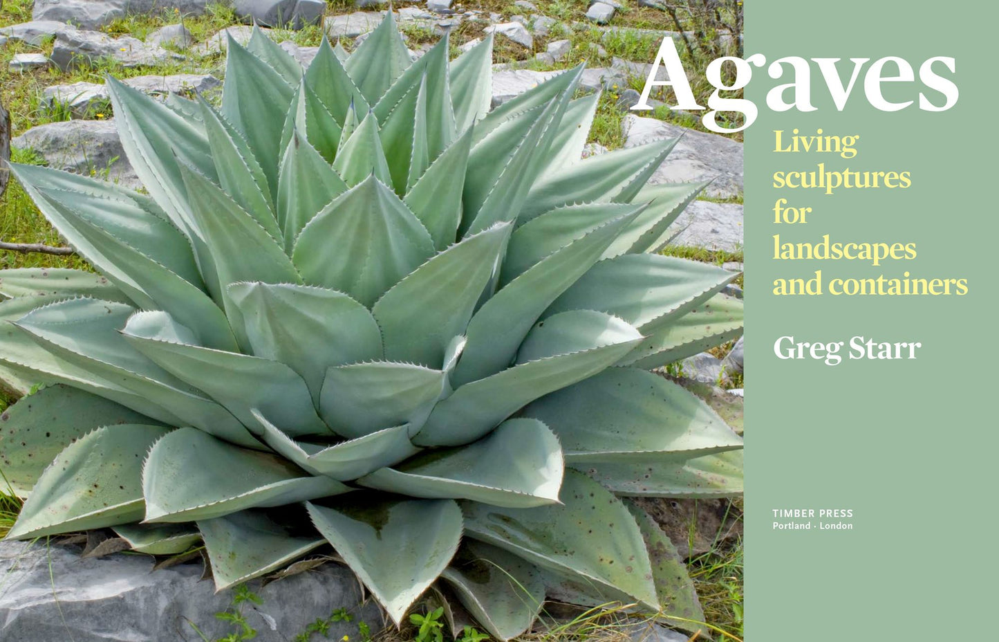 Agaves: Living Sculptures for Landscapes and Containers