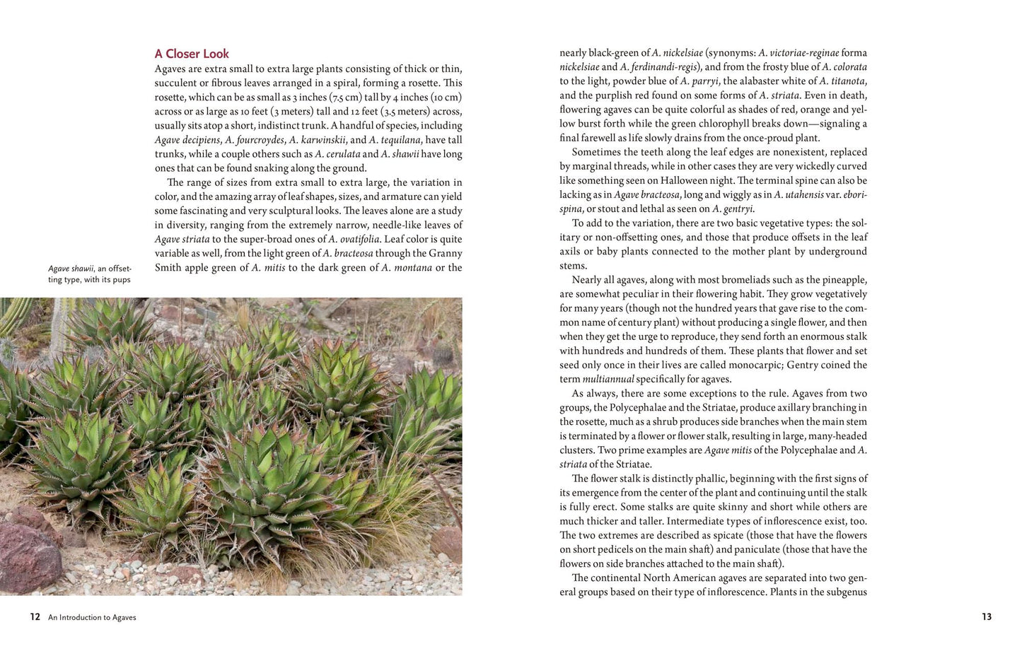 Agaves: Living Sculptures for Landscapes and Containers
