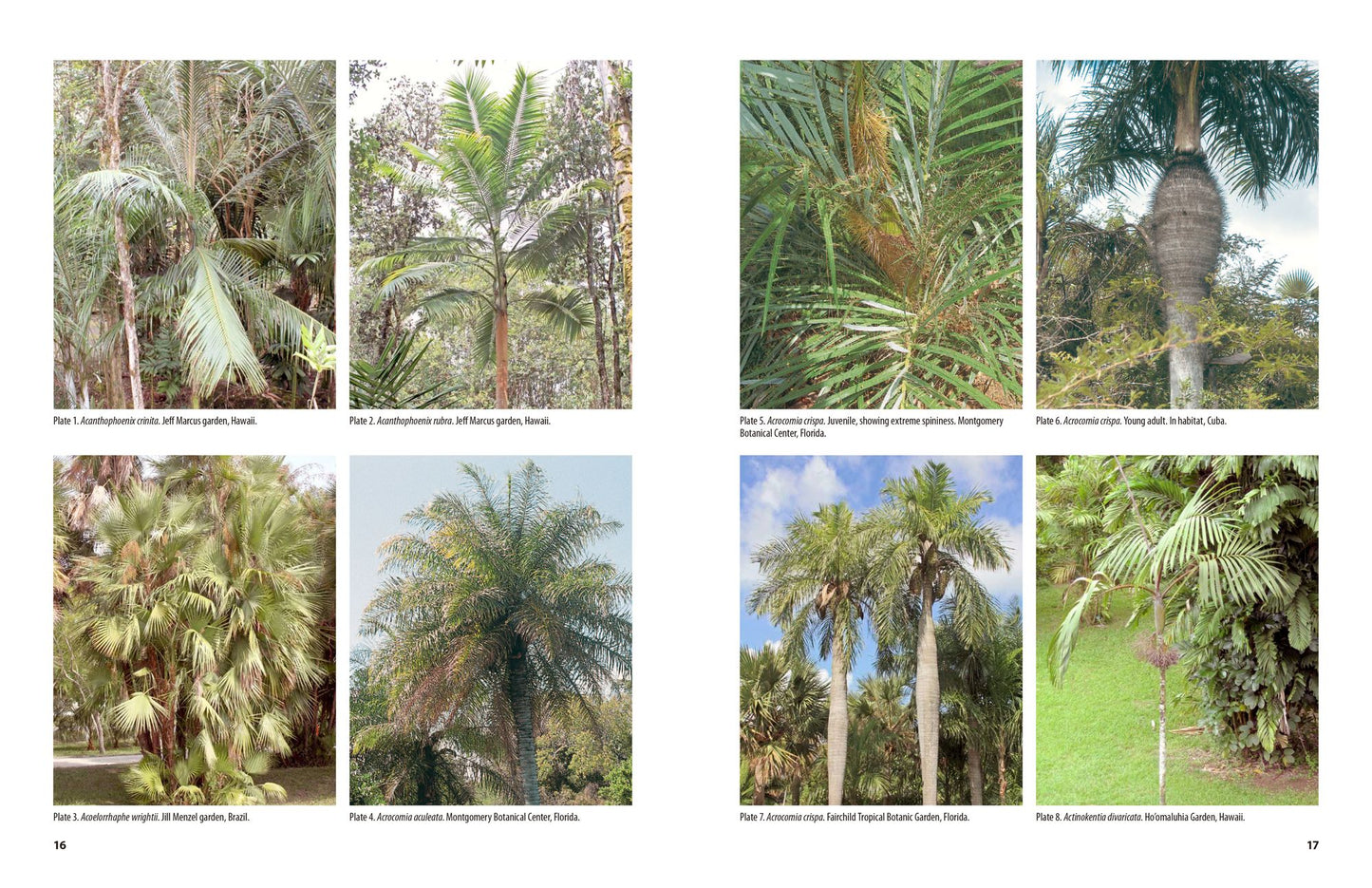 The Encyclopedia of Cultivated Palms