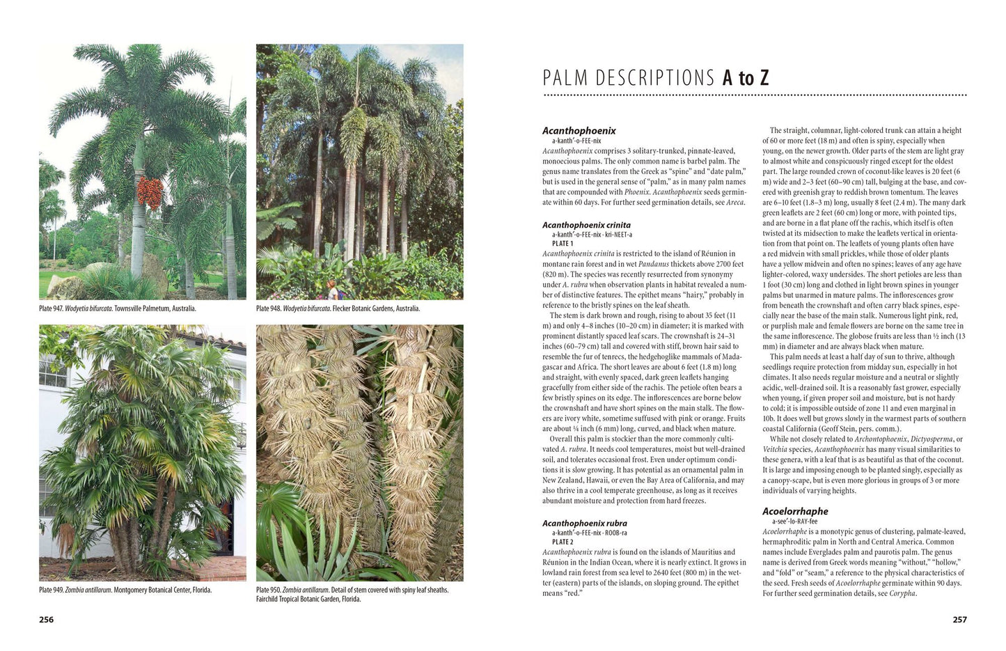 The Encyclopedia of Cultivated Palms