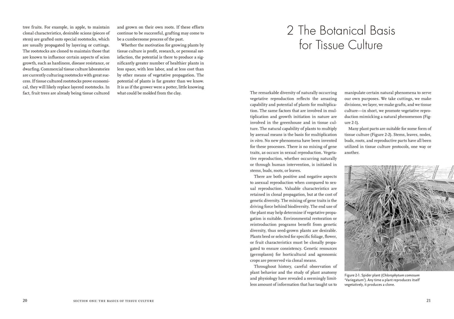 Plants from Test Tubes: An Introduction to Micropropogation