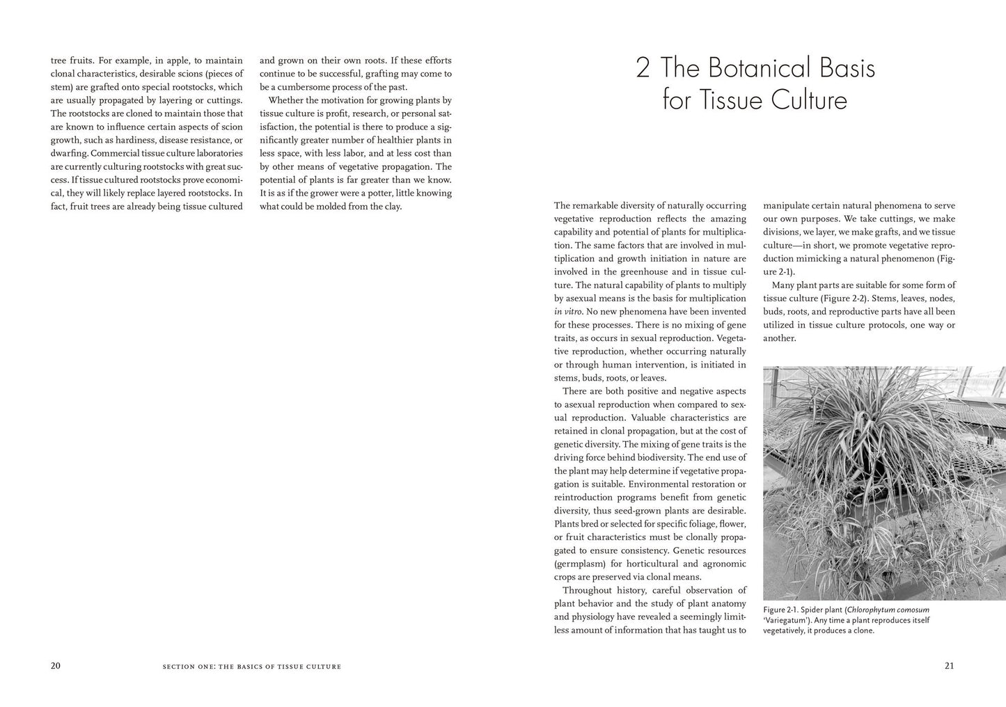 Plants from Test Tubes: An Introduction to Micropropogation