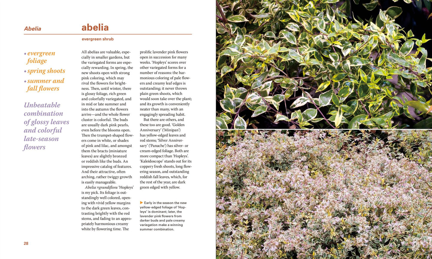 Powerhouse Plants: 510 Top Performers for Multi-Season Beauty