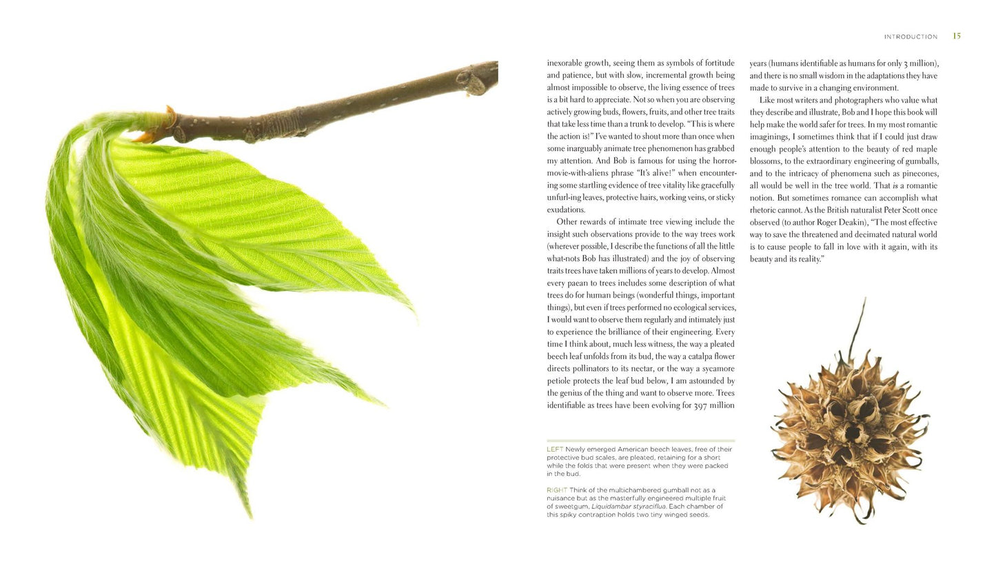 Seeing Trees: Discover the Extraordinary Secrets of Everyday Trees