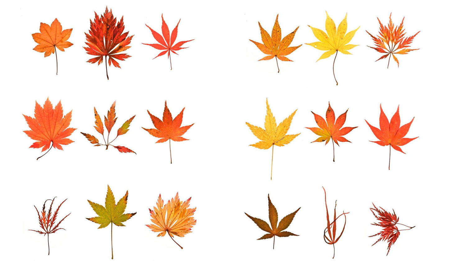 Seeing Trees: Discover the Extraordinary Secrets of Everyday Trees