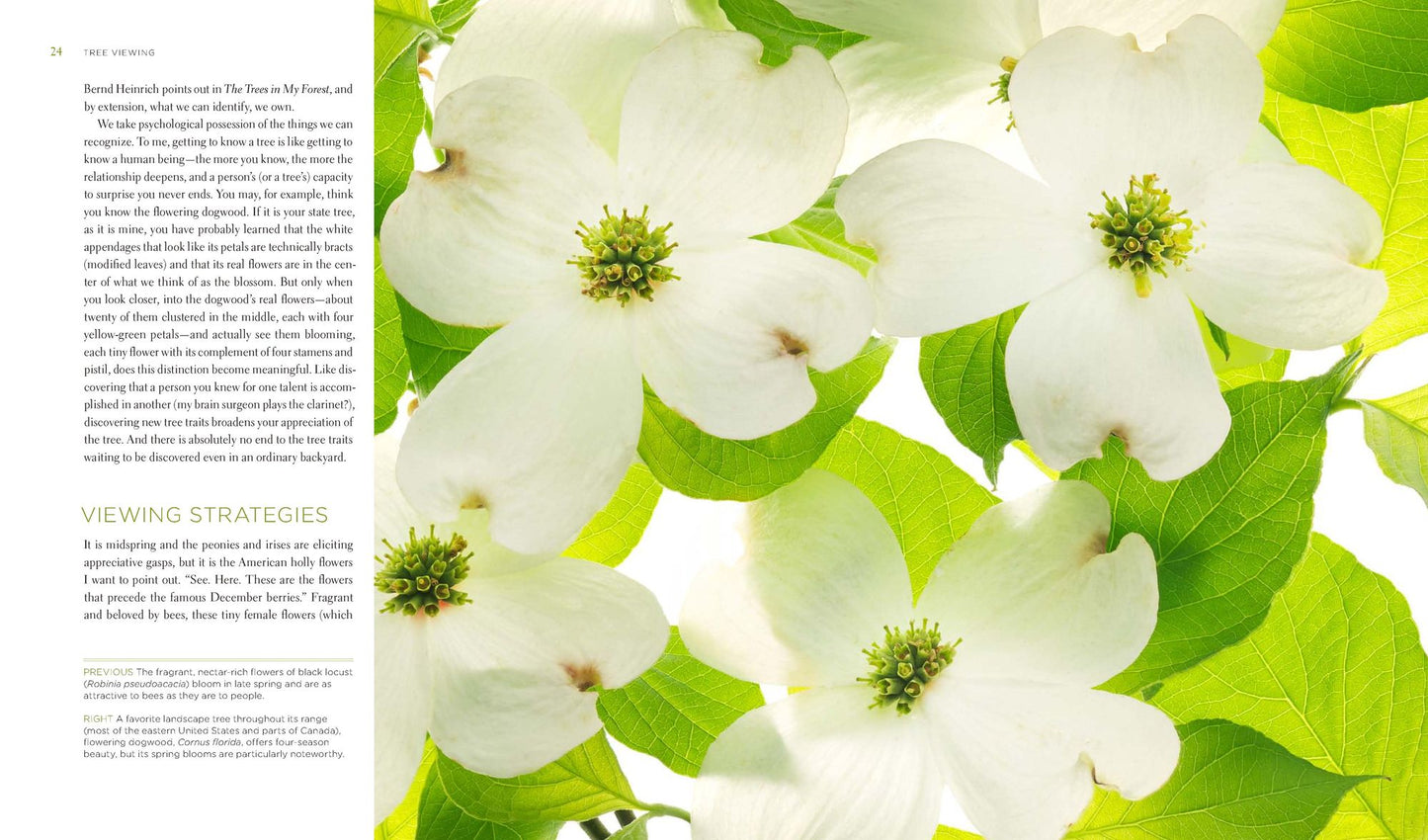 Seeing Trees: Discover the Extraordinary Secrets of Everyday Trees