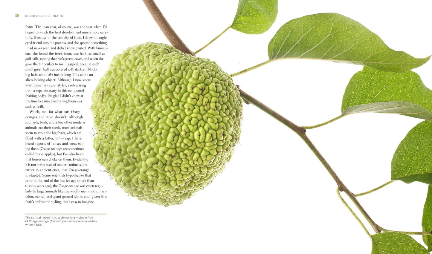 Seeing Trees: Discover the Extraordinary Secrets of Everyday Trees