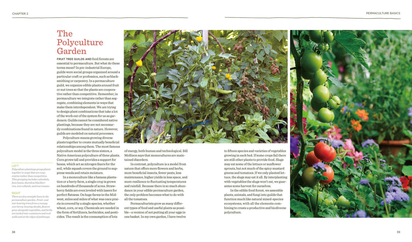 The Vegetable Gardener's Guide to Permaculture: Creating an Edible Ecosystem