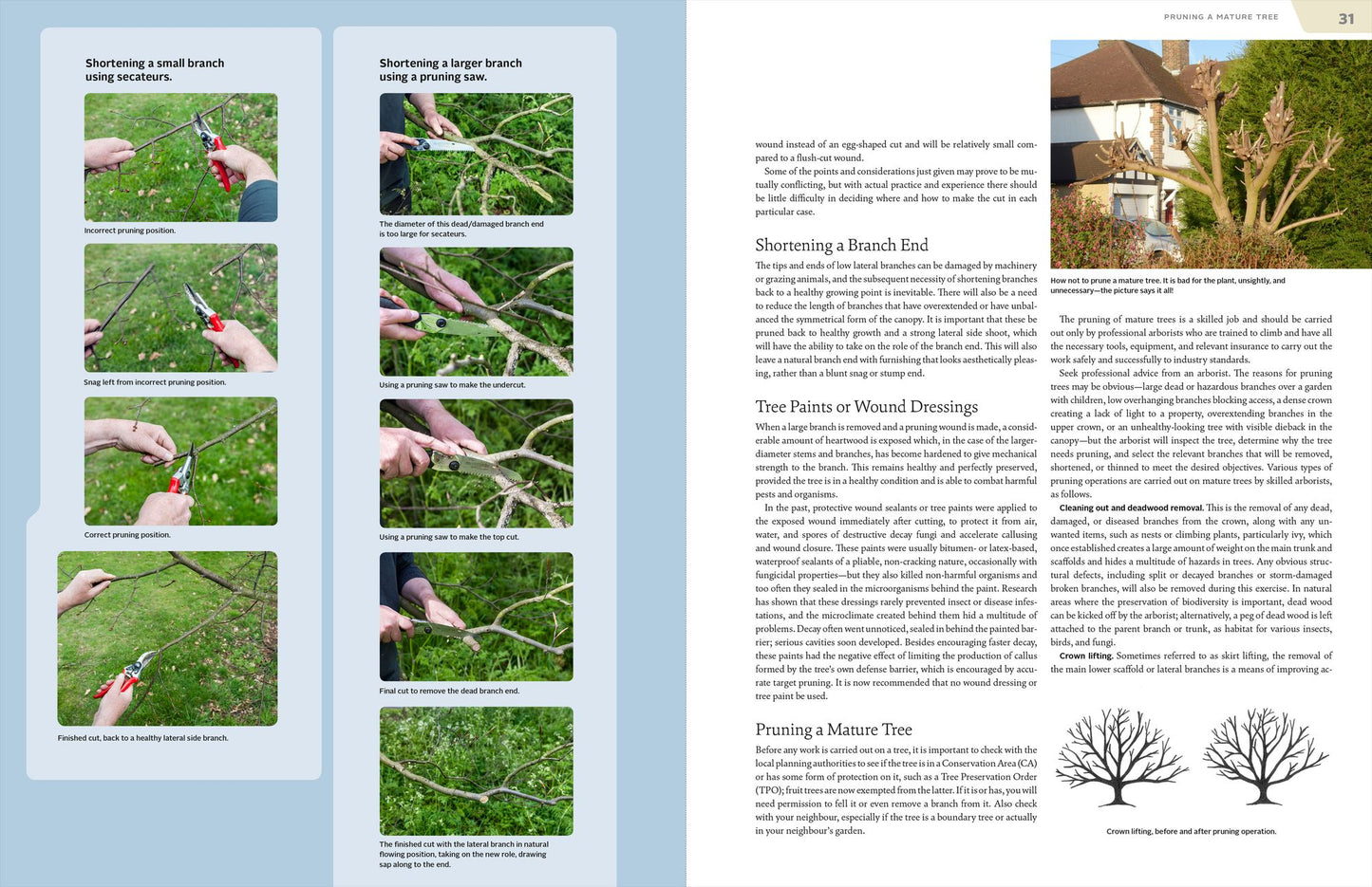 Essential Pruning Techniques: Trees, Shrubs, and Conifers