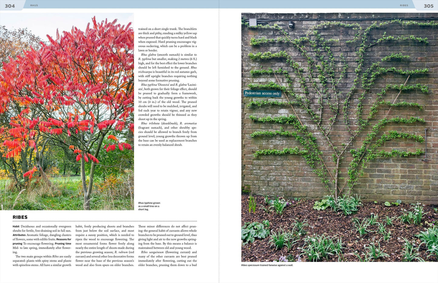 Essential Pruning Techniques: Trees, Shrubs, and Conifers