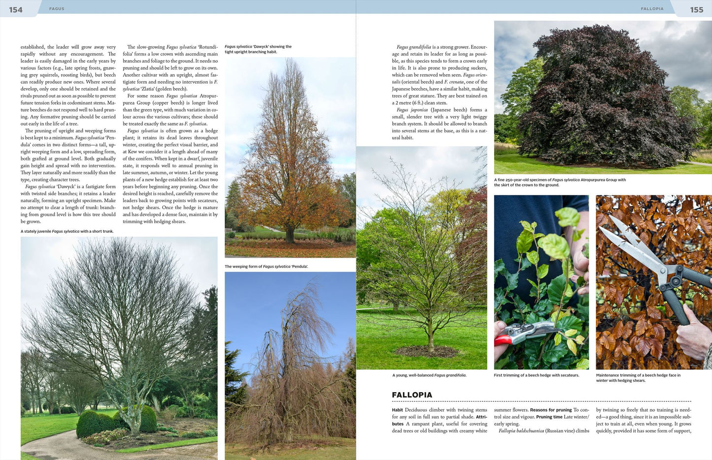 Essential Pruning Techniques: Trees, Shrubs, and Conifers