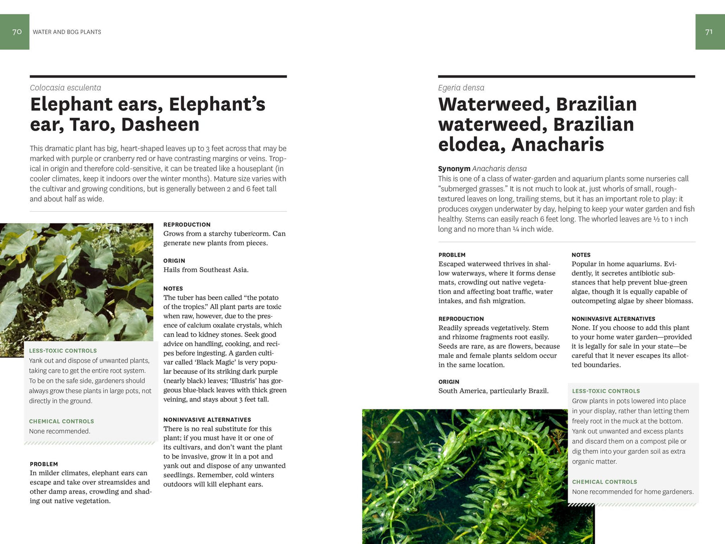 How to Eradicate Invasive Plants