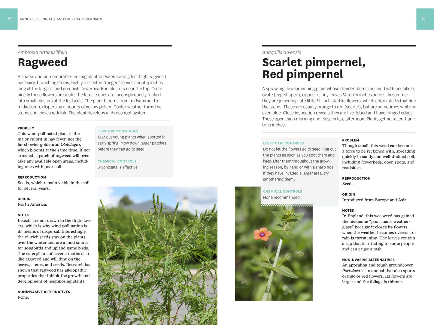 How to Eradicate Invasive Plants
