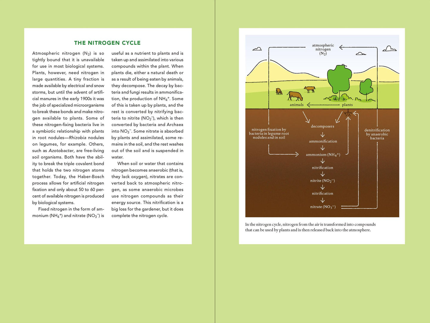 Teaming with Nutrients: The Organic Gardener?s Guide to Optimizing Plant Nutrition