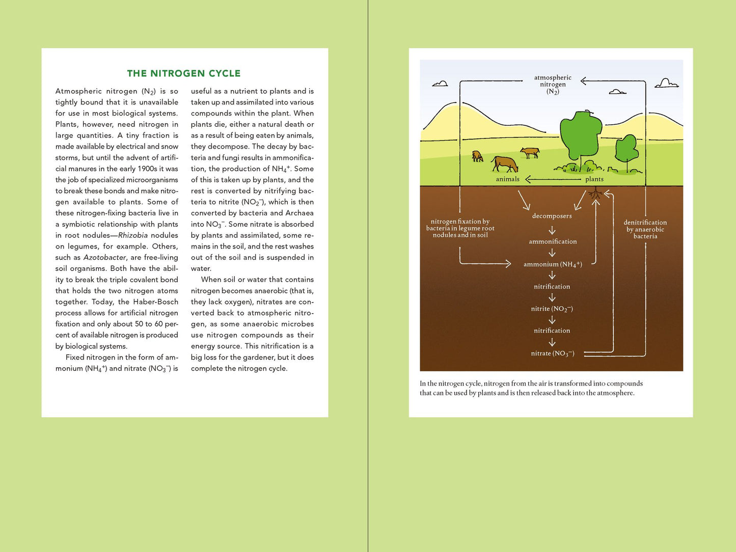 Teaming with Nutrients: The Organic Gardener?s Guide to Optimizing Plant Nutrition