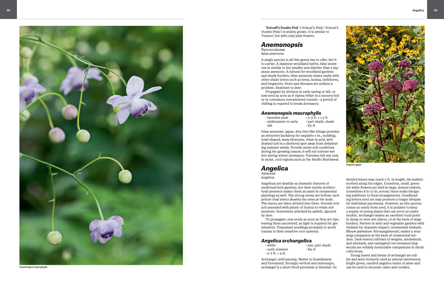 Essential Perennials: The Complete Reference to 2700 Perennials for the Home Garden